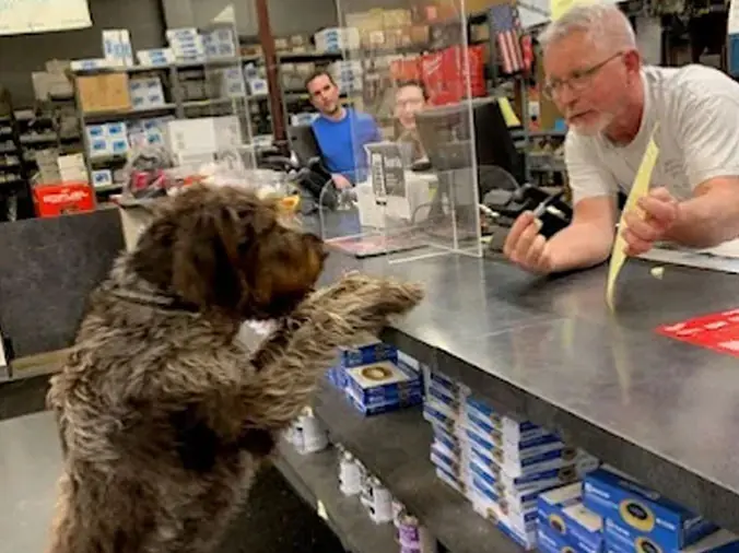 Dog standing at the Weinstein Supply Lansdowne plumbing service counter